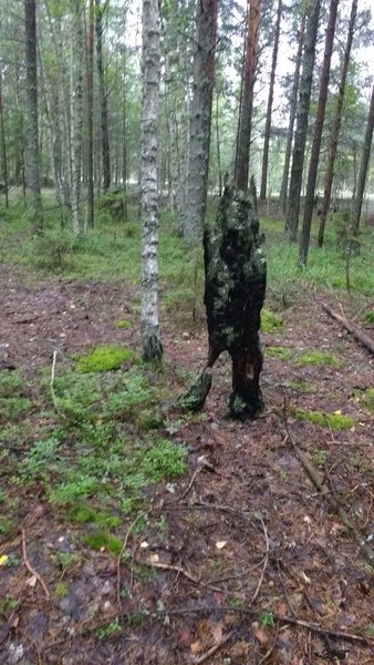 4. Лесной дух в обличии древа