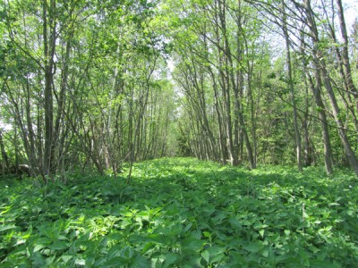 Заброшенная дорога