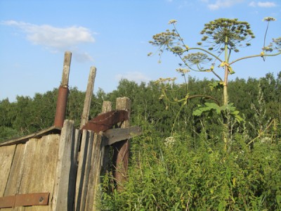 Из пилы