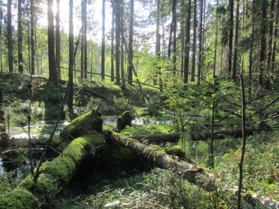 Буреполом.