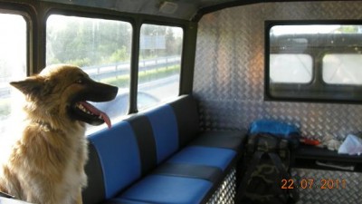собака.JPG