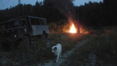 собака 4.JPG