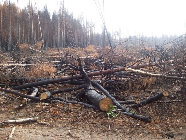 После пожаров 2010 года  , оз Кривое.