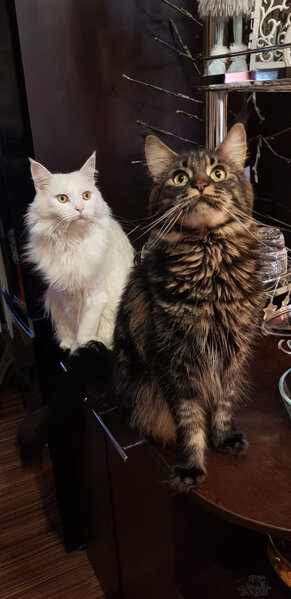 коты.jpeg