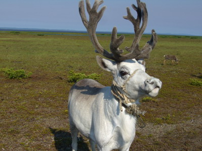 CIMG1450 бел олень.jpg